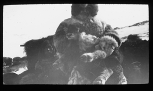 Image of Harry Whitney cradles baby musk-ox